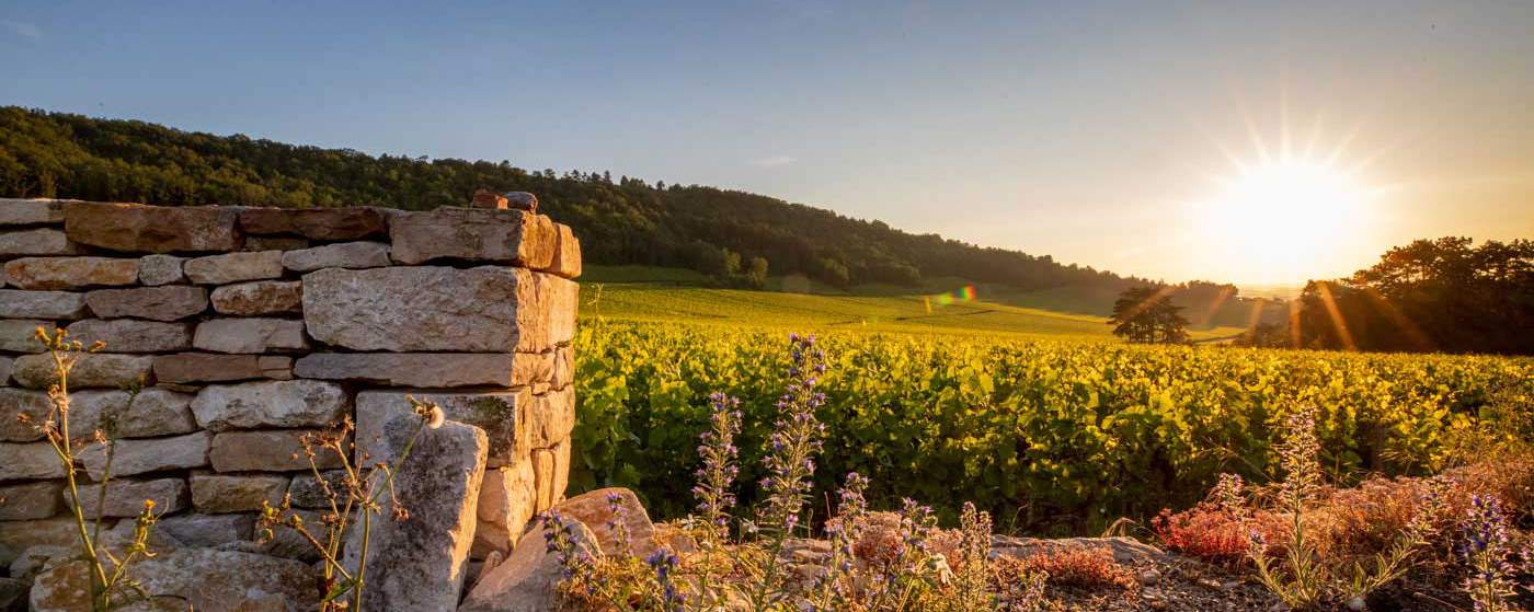sunset over a vineyard